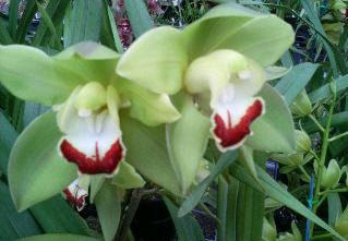 My Orchids Journal: Cymbidium O...
